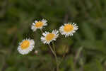 Oakleaf fleabane